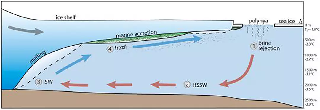 Este esquema del estudio ilustra cómo funciona la circulación de la bomba de hielo termohalina debajo de una plataforma de hielo generalizada
